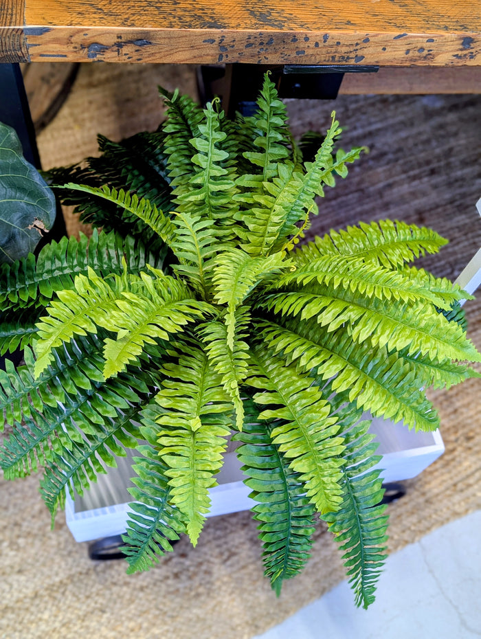 26" Boston Fern Bush