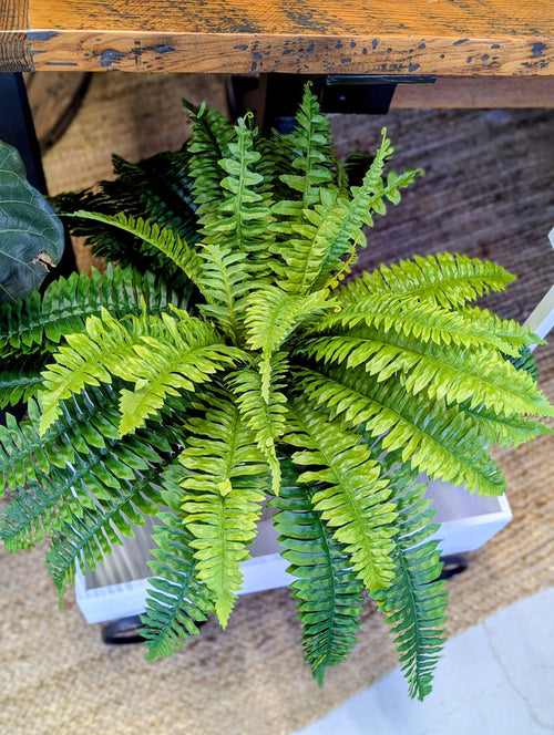 26" Boston Fern Bush